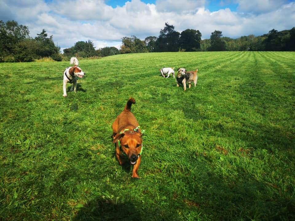 A group of dogs exploring a wide mown field together