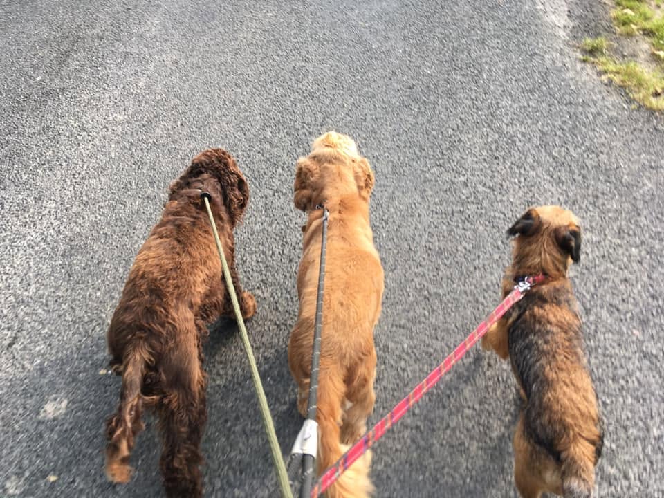 Three dogs on leads walking down a country lane