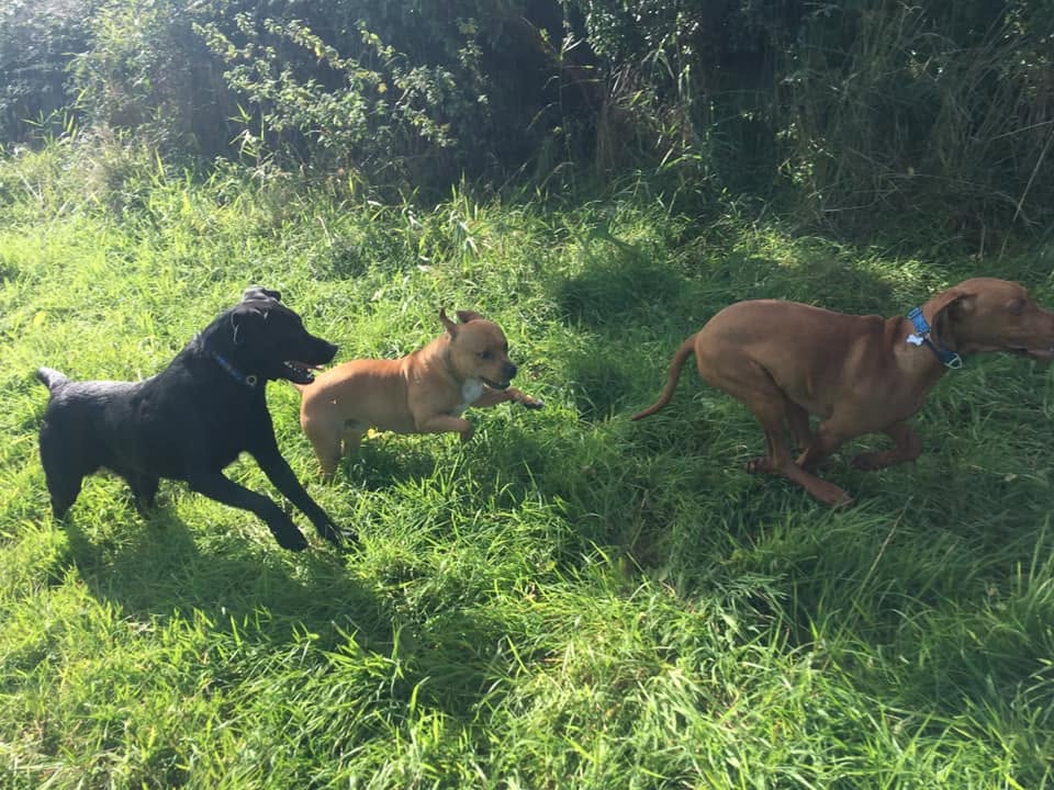 Three dogs chasing each other through long grass