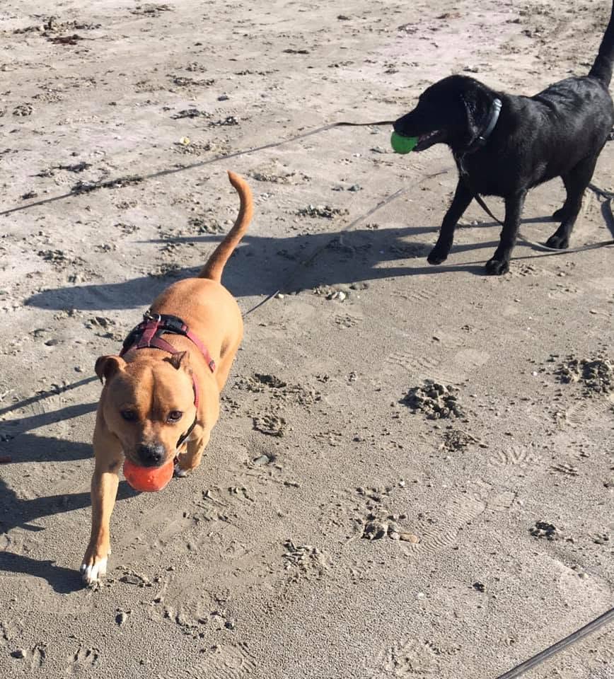 Two dogs on the beach, each carrying a ball